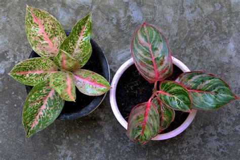 A Complete Chinese Evergreen Propagation Guide for Beginners - The ...