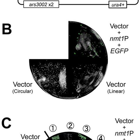 Basic Gap Repair Cloning Procedure Dna Fragment S From A Linearized