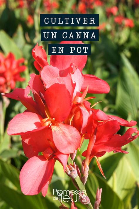 Cultiver Un Canna En Pot Promesse De Fleurs