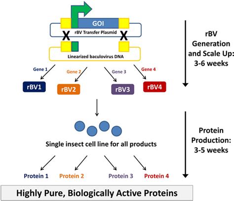 The Baculovirus Expression Vector System A Commercial Manufacturing Platform For Viral Vaccines