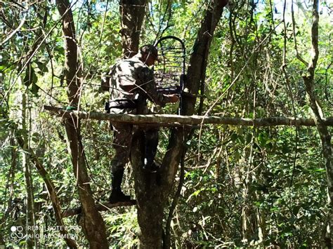 Tanam Dia Navira Navira Pma Aprende V Rias Armadilhas De Ca A Para