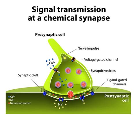 Synaptischer Spalt Aufbau Funktion Krankheiten Medlexi De