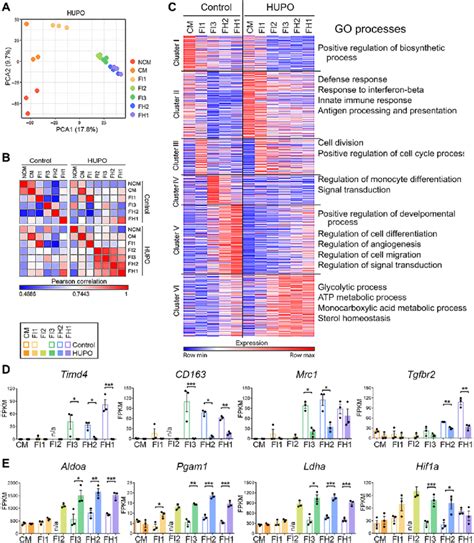 Transcriptional Profiling Supports The Origin Of Hupo Stms As Download Scientific Diagram