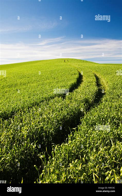 Tracks Leading Through Wheat Field Stock Photo Alamy