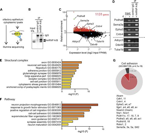 Axonal MRNA Binding Of HnRNP A B Is Crucial For Axon Targeting And