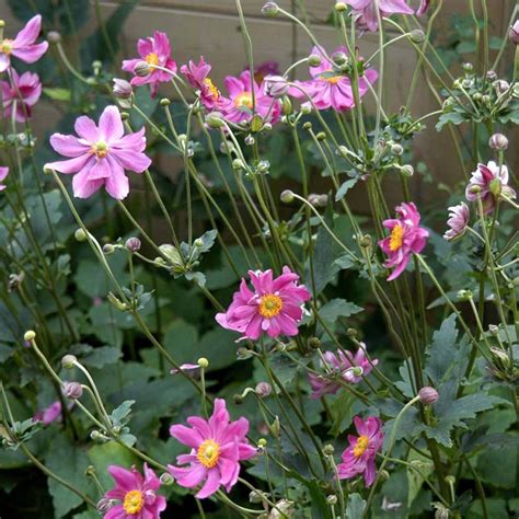 Anemone Hupehensis Var Japonica Prinz Heinrich Amazon Co Uk