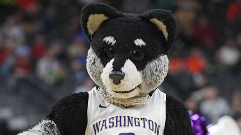 University Of Washington Mascot 2024 - Tish Adriane