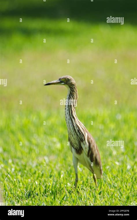 Chinese Pond Heron On The Lawn Chinese Pond Heron Ardeola Bacchus Is