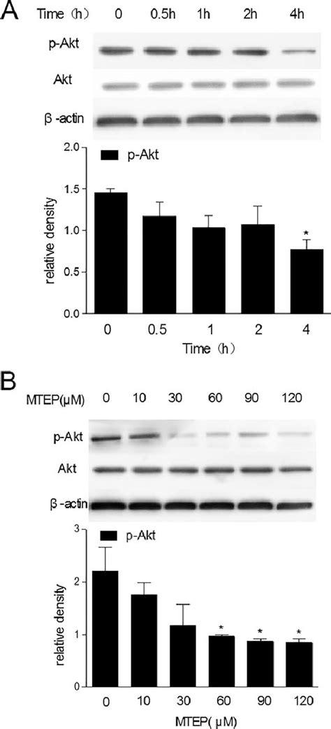 Western Blot Analysis Of Phosphorylated Akt Ser473 Levels After Mtep Download Scientific