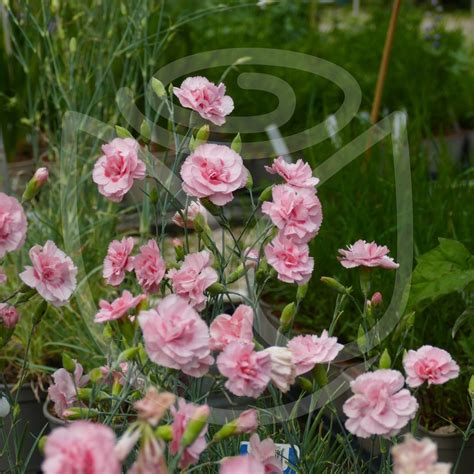 Vente En Ligne Dianthus Plumarius Doris Direct Pépinières