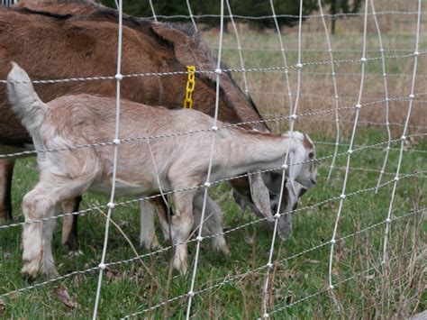 How To Install An Electric Fence For Goats At Angus Heyward Blog