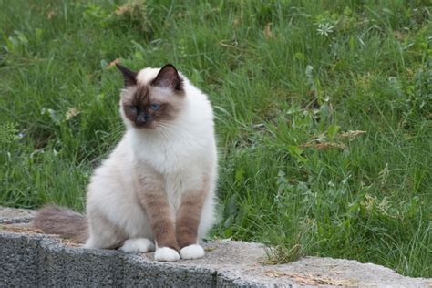 Birman Cat Breed Info Pictures Care Traits Facts Pangovet