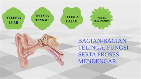 Bagian Bagian Telinga Dan Fungsinya By Fendy Purnama On Prezi Video