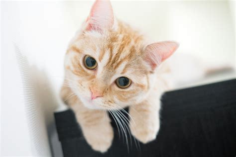 かわいすぎるッ！猫が『首をかしげる』ときの心理4選 あざとかわいいポーズ、わかってやってる？ ねこちゃんホンポ