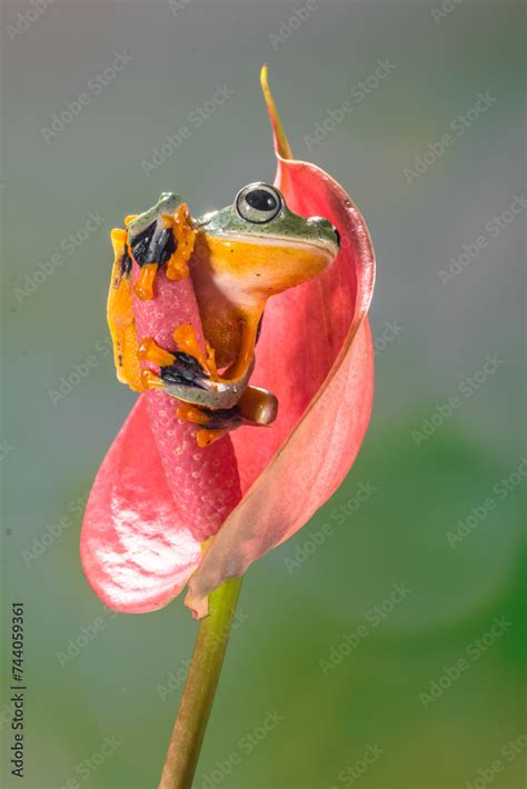 Wallace S Flying Frog Rhacophorus Nigropalmatus Also Known As The