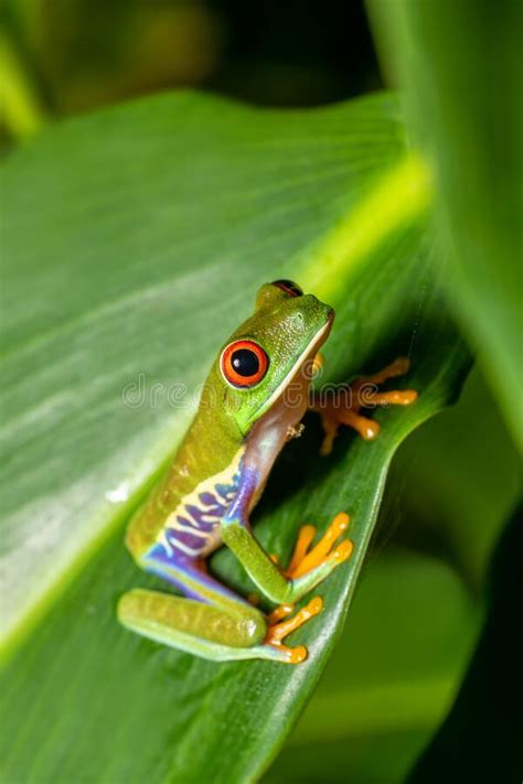 Red Eyed Tree Frog Agalychnis Callidryas Cano Negro Costa Rica