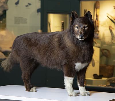 Genome of famed sled dog Balto reveals genetic adaptations of working dogs