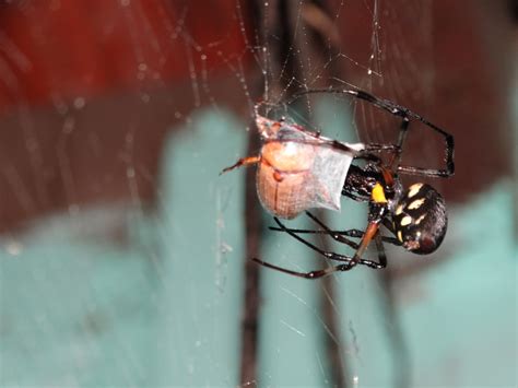 African Hermit Spider From Piracicaba Sp Brasil On October