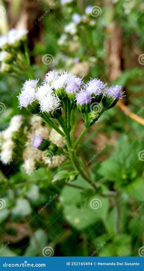 Photo Of Weed Plants Bandotan Or Wedusan Ageratum Conyzoides With