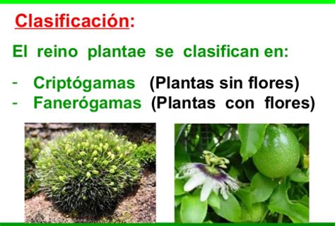 Tomi Digital Clasificaci N Del Reino Vegetal