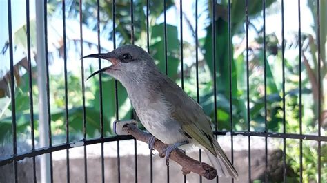 Masteran Burung Cendet Isian Tembakan Kecial Kombo Bikin Burung Juara