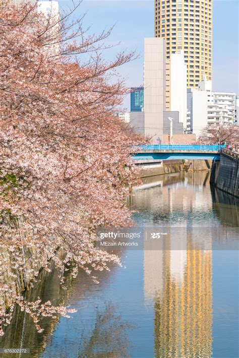 Cherry blossoms at Meguro River. Meguro River is the most famous ...