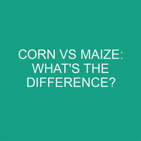 Corn Vs Maize: What's The Difference? » Differencess