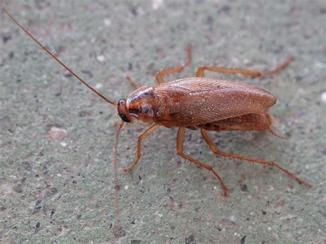 German cockroach - Wikipedia