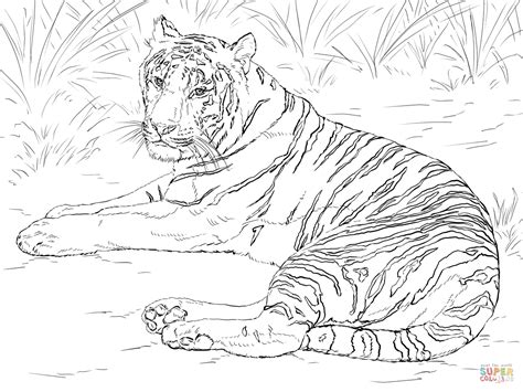 Tiger Coloring Pages Realistic At Free Printable