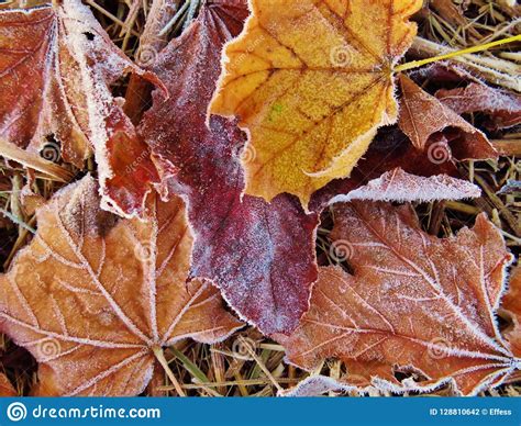 Frost Covered Leaves In Autumn Stock Photo Image Of Thanksgiving