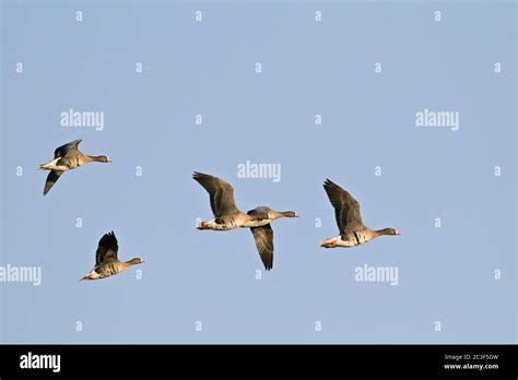 Greater white fronted goose migration hi-res stock photography and ...