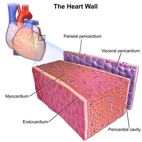 Difference Between Myocardium And Pericardium Compare The Difference Between Similar Terms