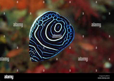 Junge Imperator Kaiserfisch Pomacanthus Imperator Stockfotografie Alamy