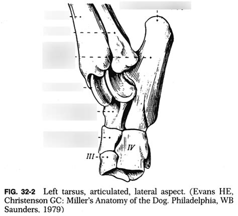 Comparative Veterinary Anatomy Diagram Quizlet