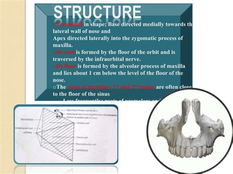 developmentanatomy  applied anatomy  maxilla pptx
