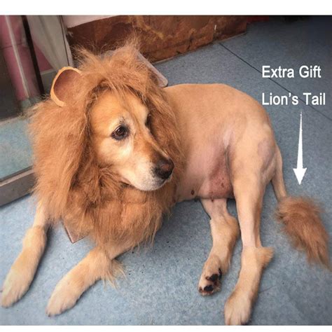 Golden Retriever Lion Costume Ubicaciondepersonas Cdmx Gob Mx