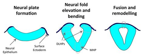 Schematic Representation Of Key Steps During Mammalian Neurulation The Download Scientific