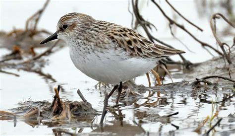 Bird Of The Week Semipalmated Sandpiper St Louis Audubon Society