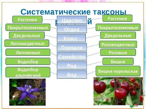 Развитие систематики растений