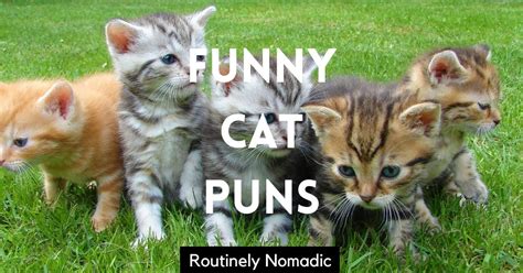 100 Purrfect Funny Cat Puns Routinely Nomadic