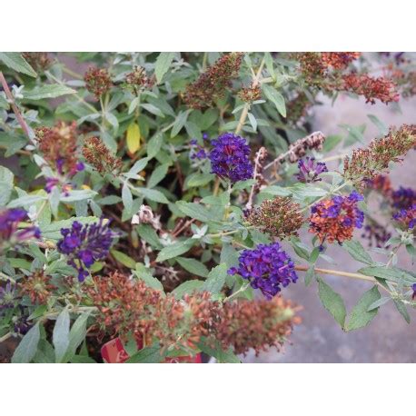 Buddleja Summer Midnight Blue P Piniere Brochet Lanvin