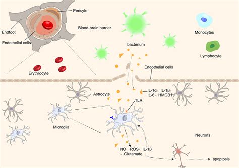 Frontiers Central Role Of Microglia In Sepsis Associated