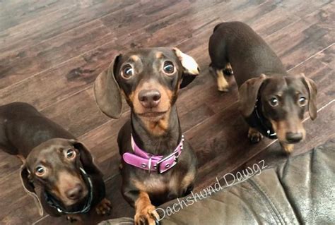 Pin By Janice Pakosh Willauer On Dachshund Sausage Dog Dachshund Dogs