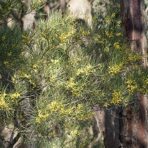 Acacia Mucronata Subsp Longifolia Seeds Variable Sallow Wattle