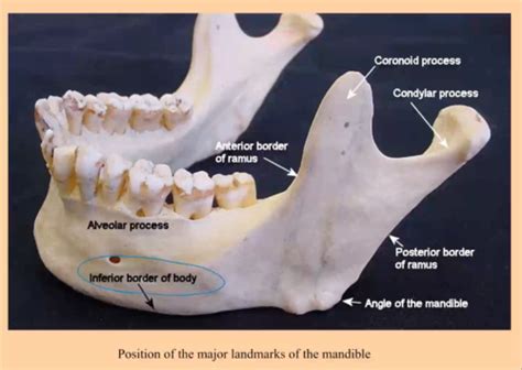 Mandible Landmarks