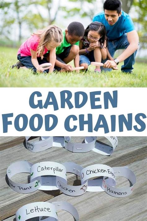 Simple Garden Food Chain Or Food Web Activity For Kids