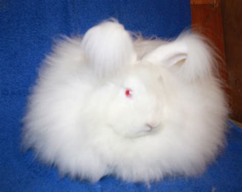 The Breed Standard Of The White English Angora Uk National Angora