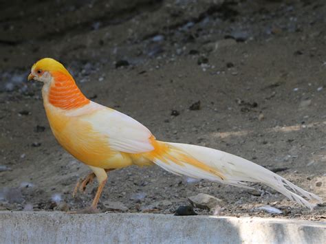 Golden Pheasant Facts Photos