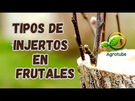 Tipos De Injerto En Frutales Injertos Frutales Tipo De Injerto