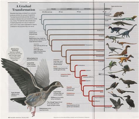 Evolution Of Birds Diagram